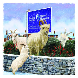 Geifr Gogarth - Hosbis / Great Orme Goats - Hospice