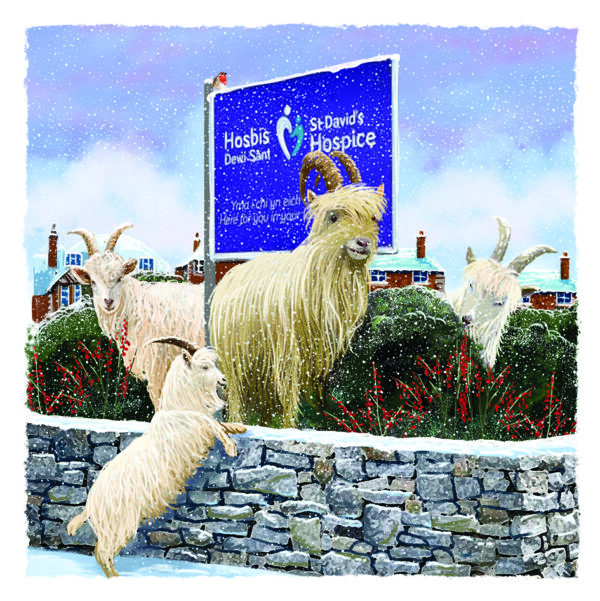 Geifr Gogarth - Hosbis / Great Orme Goats - Hospice